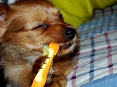 Собака чистит зубы