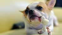 лечение пародонтита у собак