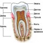 структура зуба