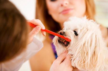 как почистить собаке зубы