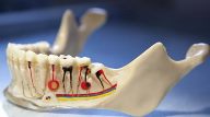 особенности строения зубов человека