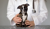 лечение болезней пародонта у собак