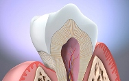 дентин зуба