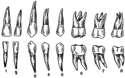 Виды зубов