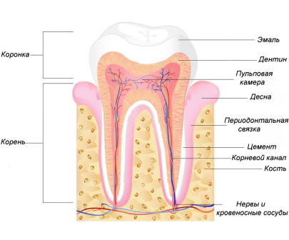 Структура зуба
