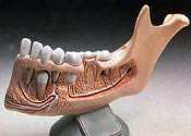 строении зубов