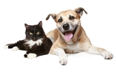 лечение пародонтоза у собак и кошек
