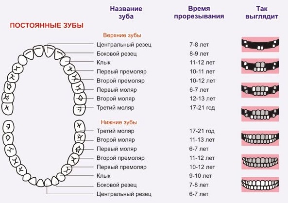 схема роста зубов