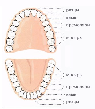 названия зубов