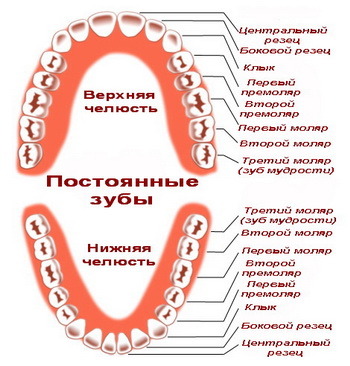 названия зубов