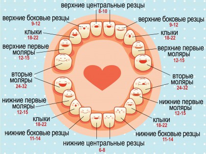 в каком возрасте появляются зубы