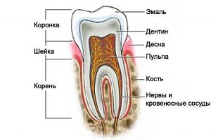 структура зуба