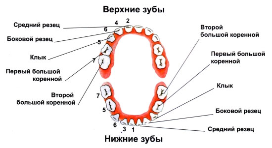 виды зубов