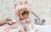 чистить зубы собакам