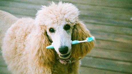 нужно ли чистить зубы псу