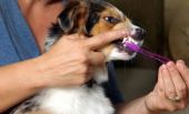 почему у пса может появиться зубной камень